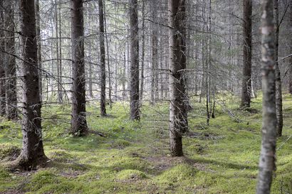 Suomalaiset metsät valuvat ulkomaille – tehdään 2022-luvun Lex Kallio