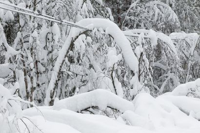 Rovakaira varoittaa mahdollisista sähkönjakeluhäiriöistä tulevalle viikonlopulle – syynä lauhtuvan sään ja lumisateiden aiheuttama tykkylumi