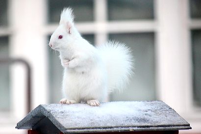 Vitivalkoinen orava tuli pihapiiriin Siikajoella – "Blondiksihan se vaimo sitä kutsuu"