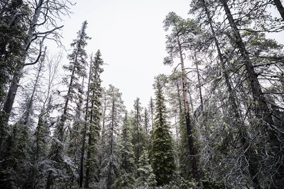 Joulukuusia valtion metsistä – Metsähallitus myy joulukuusilupia monikäyttömetsistä