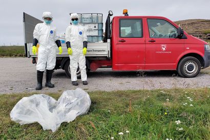 NRK: Maaherra pyytää Norjan valtion apua Vesisaaren pahaan lintuinfluenssatilanteeseen