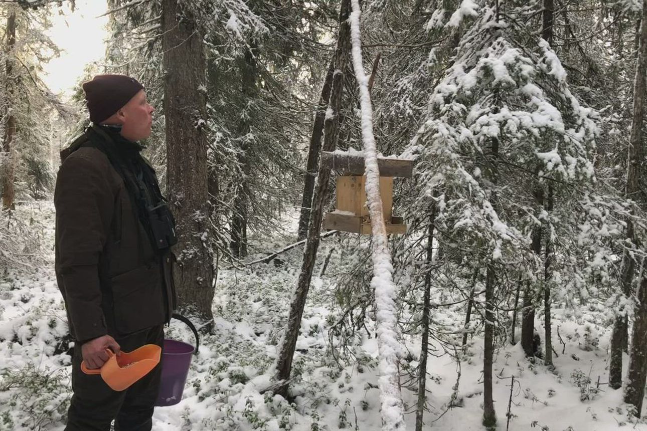 Jouko Kärkkäinen juttelee linnuille | Lapin Kansa