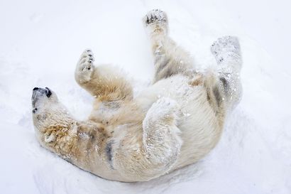 Muodollisesti pätevä – Ranuan eläinpuiston uusi jääkarhu Nord valittiin Venuksen kumppaniksi geenien perusteella