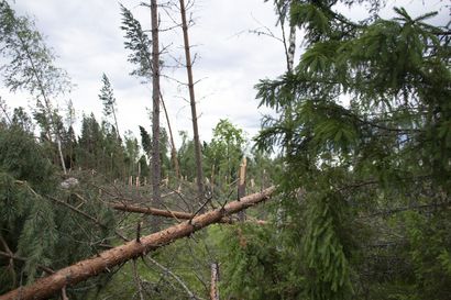 Metsänhoitoyhdistys: Paula-myrskyn hakkuiden määrä on ylittänyt Osara-aukeiden hakkuut