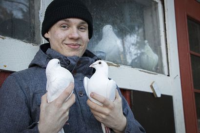 Siikajokinen Eero Sallinen voitti 4H-kisan – Martikkalan kotieläinpihasta tuli vuoden 2020 yritys