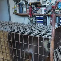 Poliisi aloittaa esitutkinnan Kuusamon Suurpetokeskukseen eläintenpidosta, ri­kos­ni­mik­kee­nä törkeä eläin­suo­je­lu­ri­kos