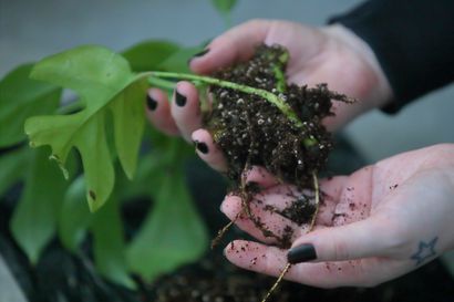 Raahelainen viherkasviharrastaja vannoo mullattoman kasvualustan nimeen – näin sen teet
