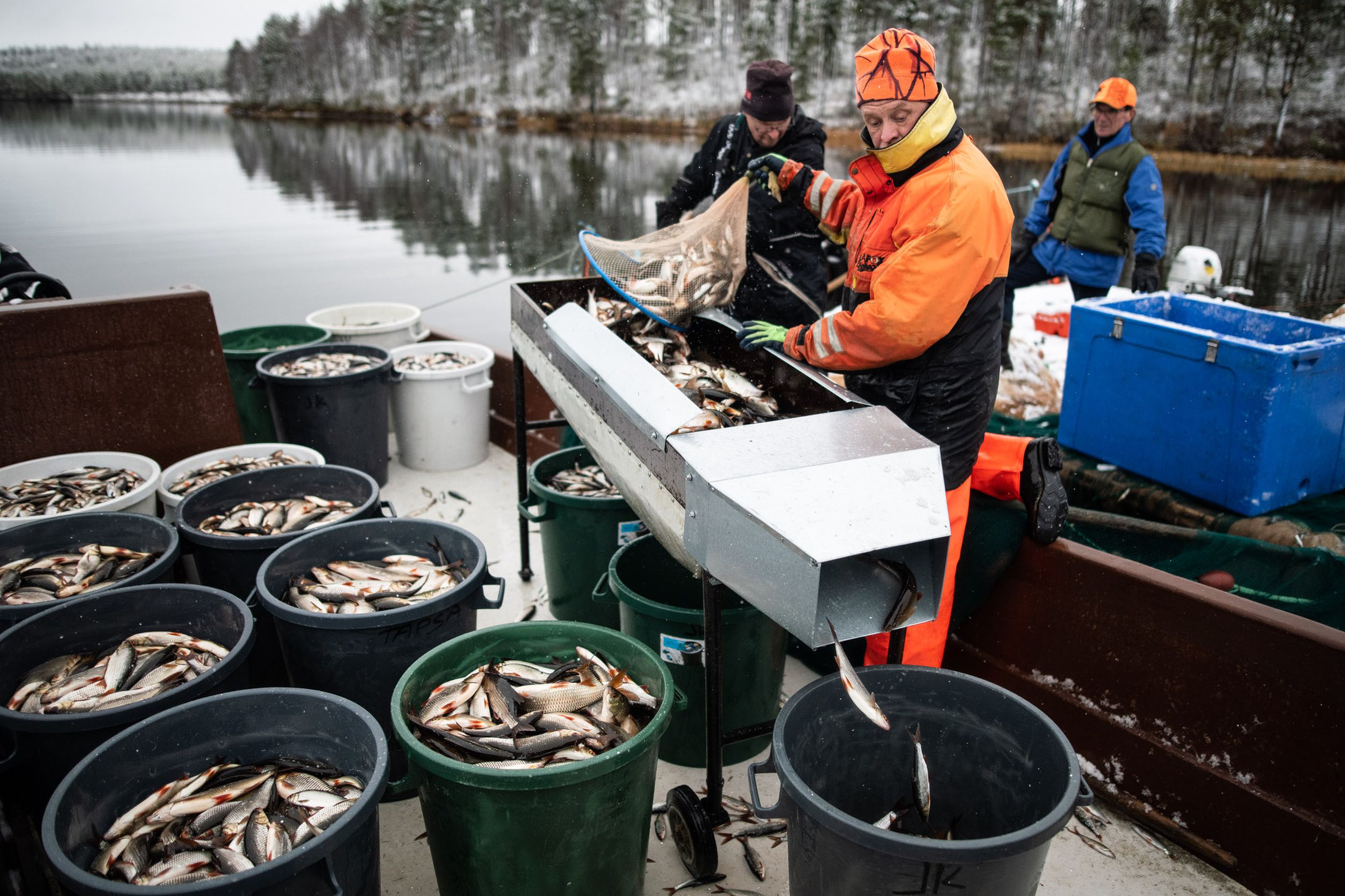 Särkeä toivottiin ja sitähän tuli tonni toisensa jälkeen – Kurtinjärvellä  poistettiin vähempiarvoista kalaa: 