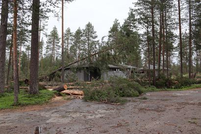 Kylmäluoman suojelualueella jätetään Paula-myrskyn kaatamia puita paikoilleen – alueen kaavoitushankkeessa aikalisä