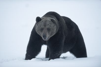 Itä-Suomen hallinto-oikeus kumosi karhunmetsästystä koskevat poikkeusluvat –  "Jos karhun kannanhoidollista metsästystä ei voida toteuttaa, se johtaa hallitsemattomaan kannan kasvuun koko Suomessa"