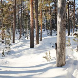 Luonnonperintösäätiö suojeli luonnonmetsän Inarin Nellimistä – Suojelualue 81 hehtaaria