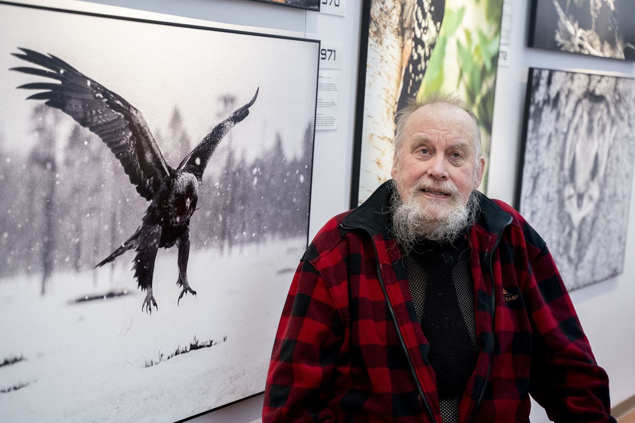Elämäntyönä luontokuvaus – kuusamolaisen Hannu Hautalan valokuvia kuudelta vuosikymmeneltä näyttelyssä Rovaniemellä