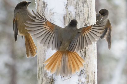 WWF:n Luontoliven talvilintukamerassa seurataan tänä talvena pohjoisten metsien asukkeja – Kamera on viety lintujen talviruokintapaikalle Oulangan kansallispuiston maisemiin, katso tästä livelähetystä