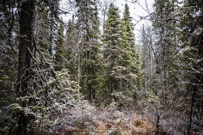 Metsähallitus myy joulukuusia netissä – Luvan ostajan on itse varmistettava alueen kuuluminen Metsähallituksen metsätalouskäytössä oleviin monikäyttömetsiin