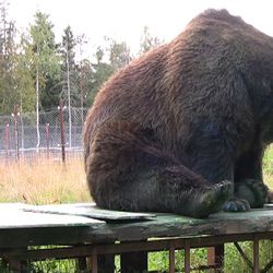 Viikon kysymys: Mitä mieltä Kuusamon suurpetokeskuksen eläintarhaluvan peruuttamisesta?