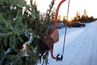 Joulukuusiluvalla voi lunastaa valtion metsästä joulupuun