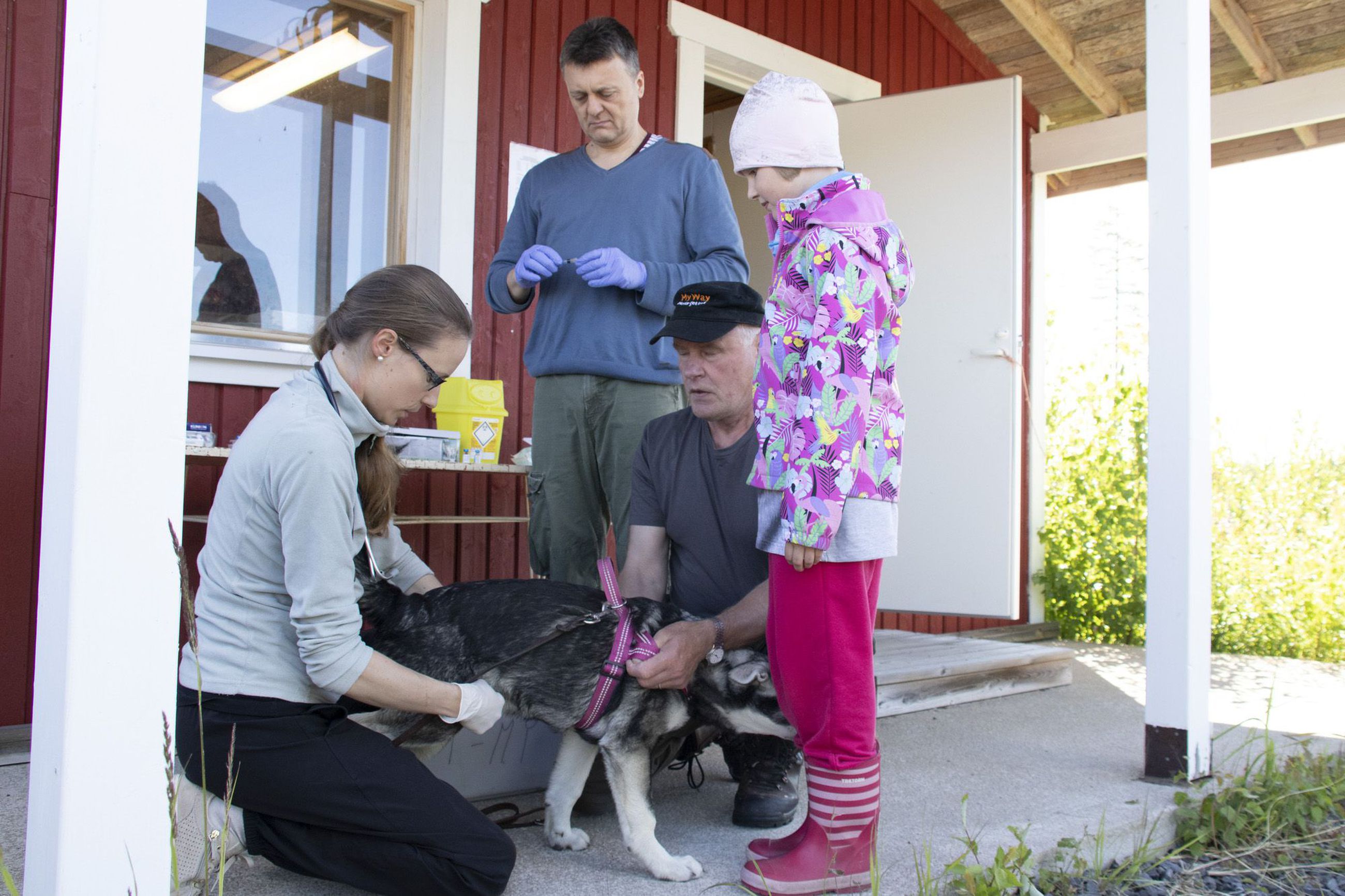 Koirien rokotuskampanjapäivä onnistui – koronakevät on muuttanut  koiraihmisten arkea | Siikajokilaakso