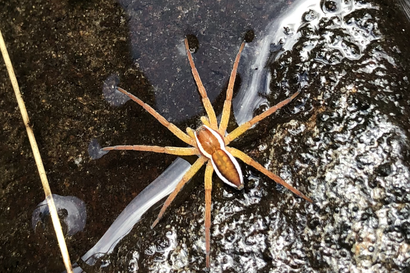 Lukijamme hämähäkkien pauloissa – Mikä on tämä oranssi valtava hämähäkki, ja miten ristihämähäkki kohteli verkkoonsa joutunutta lelua?