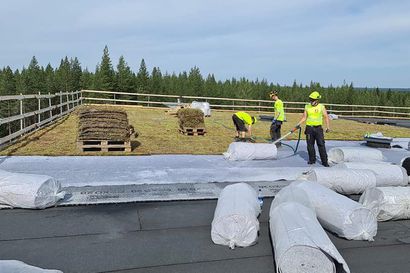 Uudisrakennusten katoille tuhansia neliöitä maksaruohoa Kuusamossa –  "Suunnittelijat ja meidän edustajat tulivat siihen tulokseen, että se on järkevä ratkaisu"