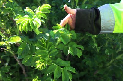 Oulussa torjutaan vieraslajeja, myös kansalaiset voivat osallistua kasvienkitkentään itsenäisesti tai talkoissa