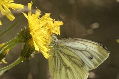 Tuore tutkimus: Lämpimät ja pitkät syksyt hankaloittavat perhosten selviytymistä talven yli