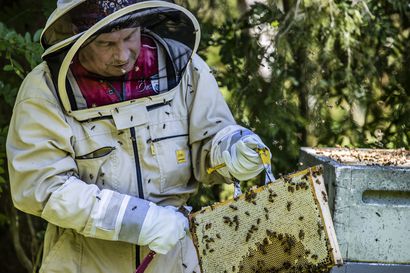 Tulossa keskinkertainen hunajakesä, arvioi pyhäjokinen mehiläistarhaaja – "Ei päästä viime kesän lukemiin"