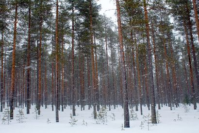 Suomen metsäkeskuksen muutosneuvottelut johtavat 50 henkilön irtisanomiseen – toimistot keskitetään pääosin maakuntakeskuksiin