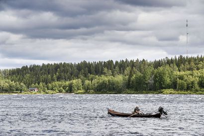 Lohen laiton kalastus romahti Itämerellä  –Lohet pääsevät nyt paremmin nousemaan Tornionjoelle