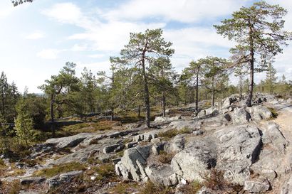 Arvio: luontokiistat kärjistyvät Ounasvaaraan – tietokirja "Puut, puistot, ihmiset" sisältää tiukkaa asiatietoa puistojen kulttuurihistoriasta ja merkityksestä Rovaniemelle