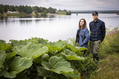 Julia Tuovisen ja Tai Nguyenin pihaa riivaa ruttojuuri – sinnikäs vieraslaji on vallannut myös Rovaniemen paraatipaikan