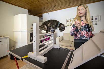 Pitkäjänteinen harrastustoiminta tuotti tulosta, kun Poju valittiin vuoden agilitykissaksi – Eläintenkouluttaja: Kissa omaksuu lajin siinä missä vaikkapa kultakala