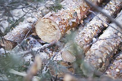 MHY:n Kilpivaara: "Puun kysyntä pysyi vakaana koko alkuvuoden, Pohjois-Pohjanmaalla puukauppa kävi hyvällä tahdilla"