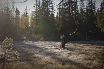 Uusi luonnonsuojelulaki ei tyydytä Koillismaalla – Metsänhoitoyhdistys Koillismaa näkee uudessa luonnonsuojelulain esityksessä lukuisia puutteita.