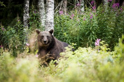 Karhunmetsästys päättyi läntisellä poronhoitoalueella – viides karhu kaadettiin Hyrynsalmella