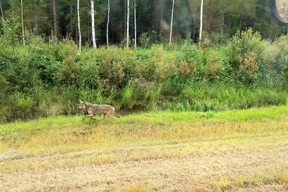 Kaksi sutta seuraili peltotöitä Luohualla – eläimet tarkkailivat traktoria pelkäämättä