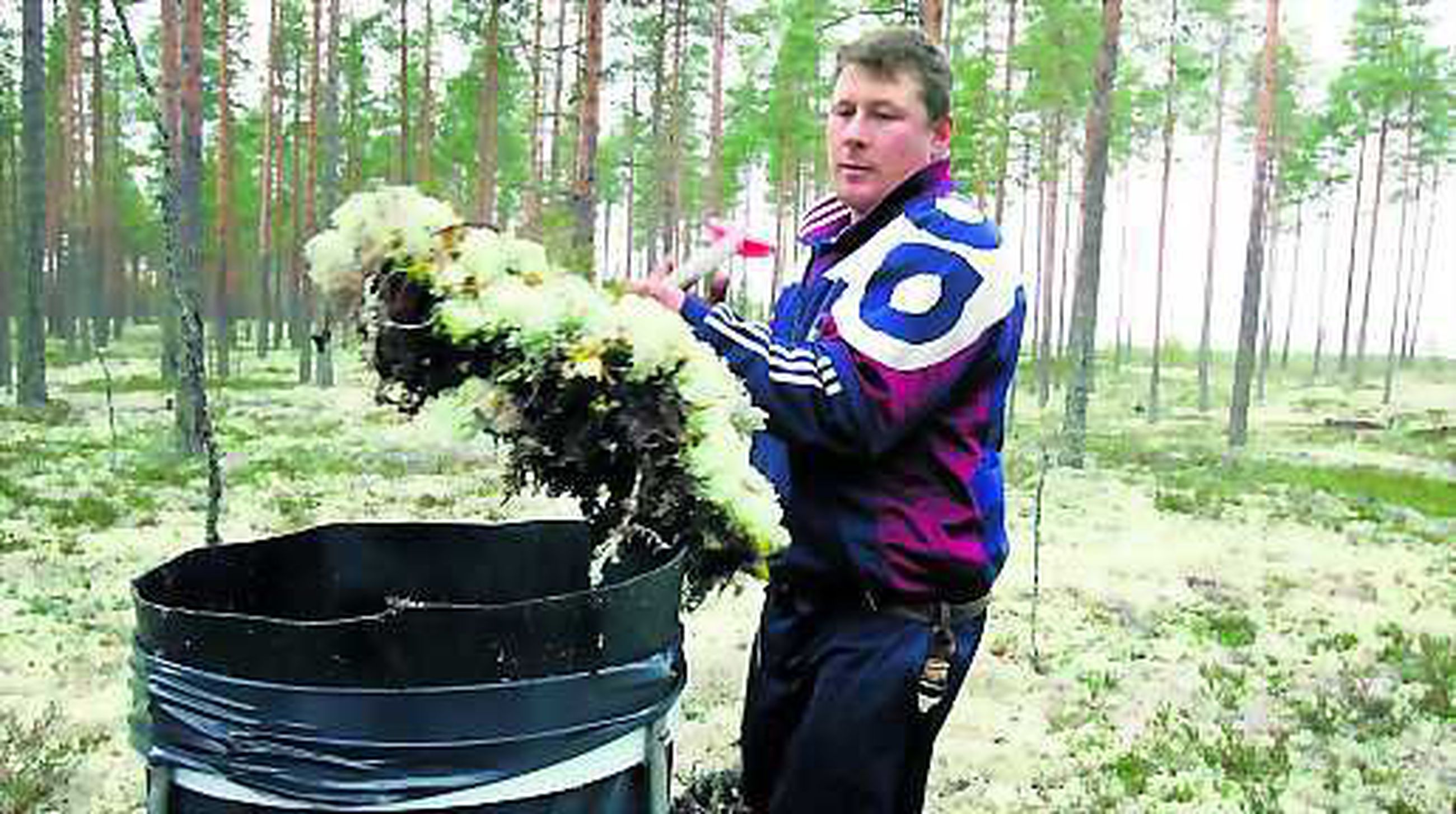 Poromiehet hakivat jäkälät Muhokselta | Kaleva