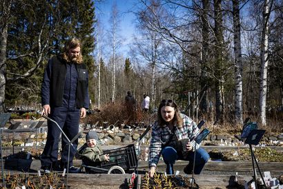 Kolea alkukevät teki hallaa Aleniuksen puutarhan myynnille Oulussa, mutta aurinko vauhdittaa kauppaa ja saa oululaiset liikkeelle kuopimaan kotipuutarhoja