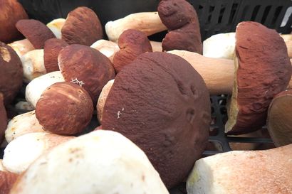 Mistä aloittelija löytää sienet Oulusta ja miten herkkutatti kannattaa valmistaa? – Sieniharrastaja kertoo vinkit alkavalle sienikaudelle
