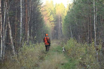 Oulun riistakeskusalueelle myönnettiin 3588 hirvenpyyntilupaa – määrä laski viime vuodesta
