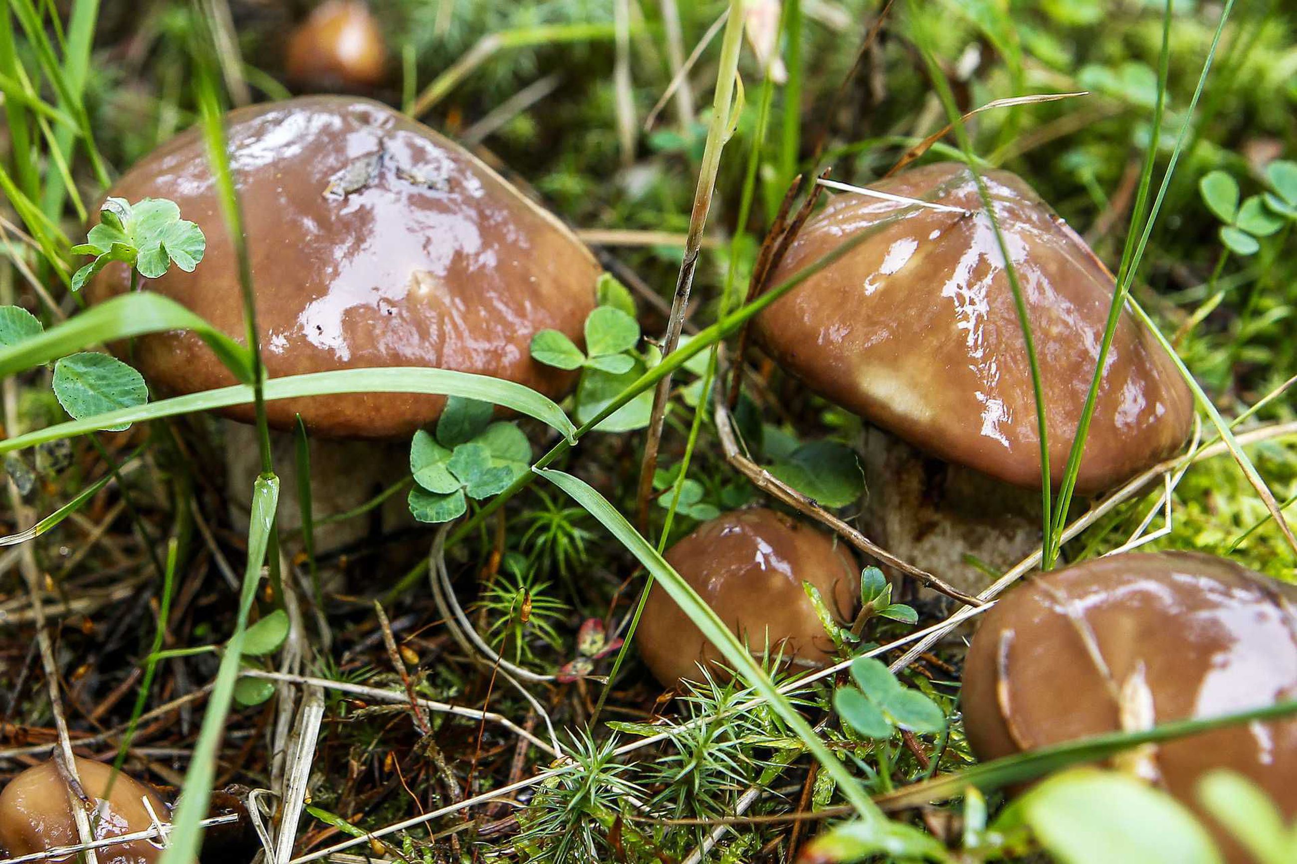Syksyinen herkku voi olla myrkky – sienet kannattaa opetella tuntemaan |  Pyhajokiseutu
