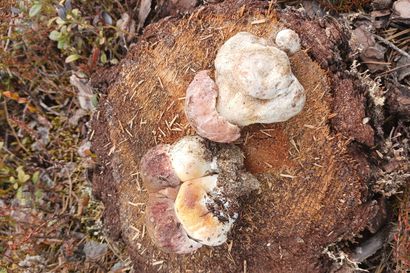 Oulun metsissä saattaa jo törmätä herkkutatteihin – ”Silmät oli pudota päästä”