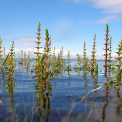 Linnuistaan tunnettu Liminganlahti on myös monen uhanalaisen kasvin koti – Lahden vesi on niin makeaa, että se kelpaa jopa järvisimpukalle