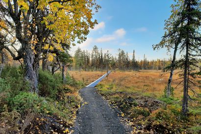 Ylläsjärven ja Äkäslompolon kylien välille valmistui helppokulkuinen polku – Reitti on ollut suljettuna lahojen pitkospuiden takia useita vuosia