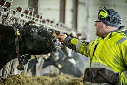 Maailmantalouden hinnankorotukset läikkyvät maitotilallisen ratkottaviksi – Jos tilanne jatkuu, lopputulos voi olla vuoden lopussa 100 000 euroa pakkasella, sanoo maanviljelijä Tapio Leinonen Vaalasta