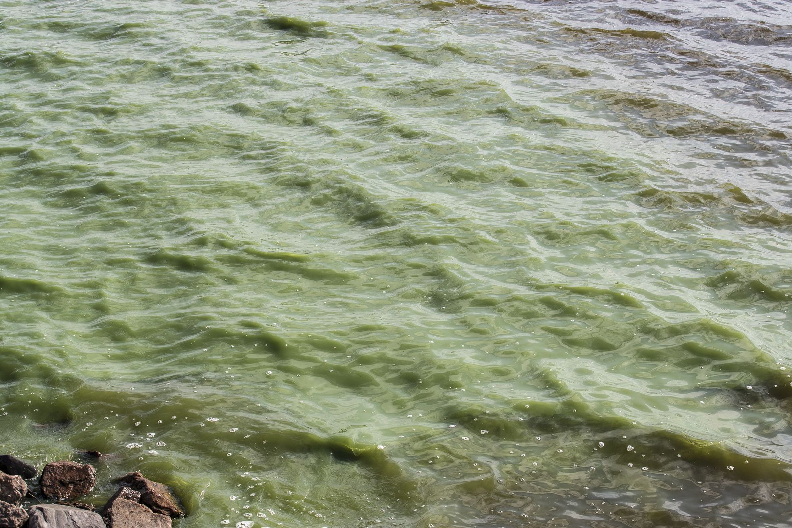 Tekoaltaan vesi värjäytyi vihreäksi – rannoilta löytyy kuolleita simpukoita  | Raahen Seutu