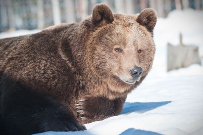 Oulun alueelta kaadettiin 15 karhua – Raahen seudullakin karhukanta kasvaa