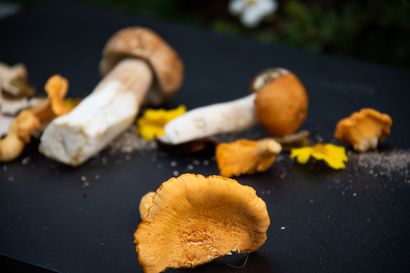 Sienionni kantaa metsästä pöytään – hurahda näihin kantarellilettuihin, tattijulienneen tai sienikeittoihin, joista saat tärkeitä proteiineja ja hivenaineita