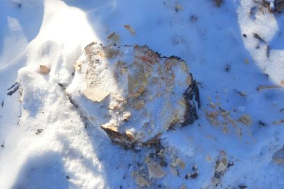Mäntymysteeri kansallispuistossa: Joku kaatoi suuren puun laittomasti Oulangan erämaaladun varrelta, tekijä ja runko molemmat karkuteillä