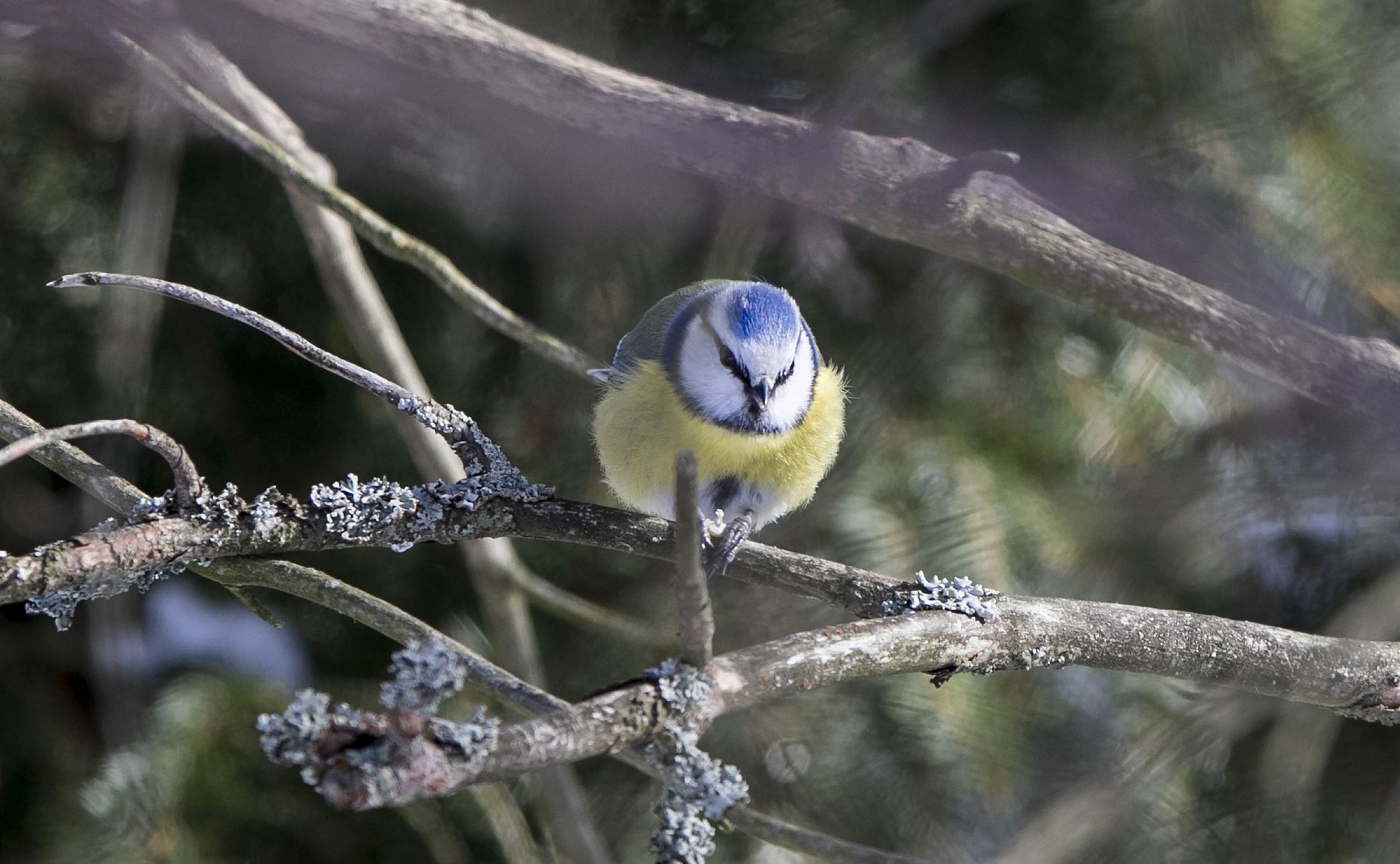 Birdlife Suomen kevättapahtumassa bongataan jälleen lintuja omilta pihoilta  | Kaleva