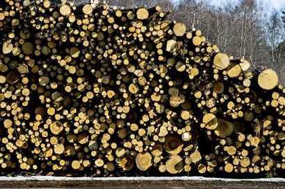 Oulun Energian puuvarastoissa  on vain energiapuuta – "Emme erikseen osta tukkipuuta polttoon. Me emme käy sellaista kauppaa laisinkaan"